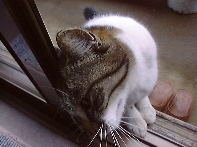 DSC00104_3