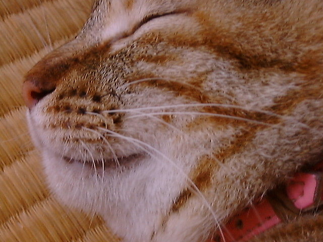 DSC00032_3