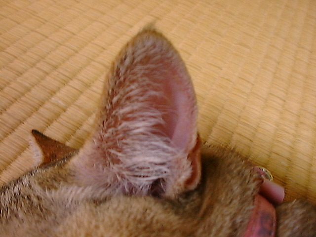 DSC00034_3