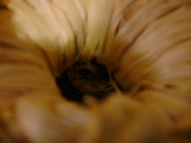 DSC00039_3