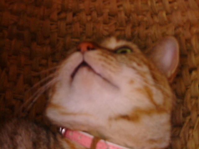 DSC00052_3