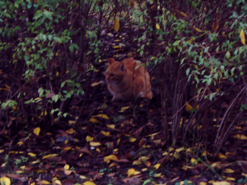 DSCF1164_1