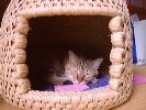 DSC00043_3