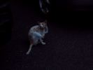 DSCF0835_1