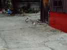 DSCF1101_1
