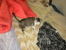 100-0090_IMG_1