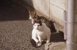 img003