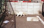 img064