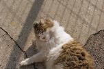 img118