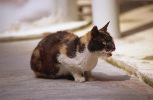 img123