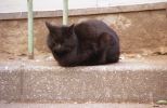 img129