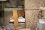img134