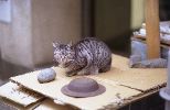 img135