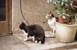 img137