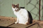 img163