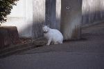 img151