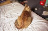 img176