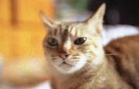 img177