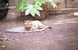 img191