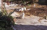 img203