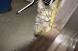 img216