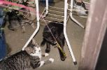img220