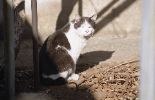img156