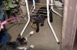 img221