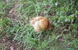 img235