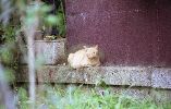 img238