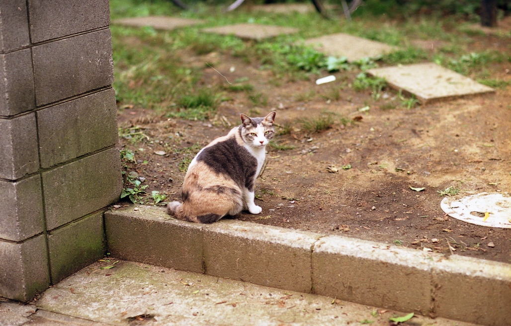 img251