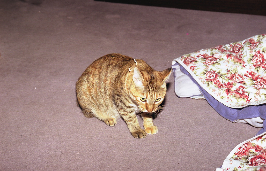 img288