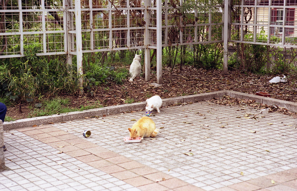 img255
