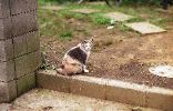 img251