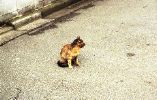 img263