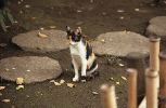 img267