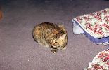 img287