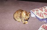 img288