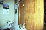 img290