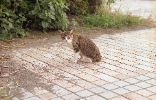 img306