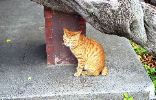 img311