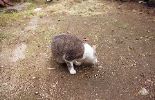 img312