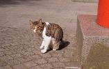 img315