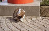 img316