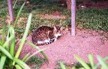 img321