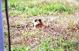 img326