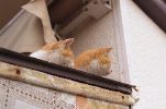 img331