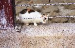 img332