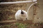 img339