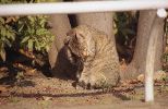 img342